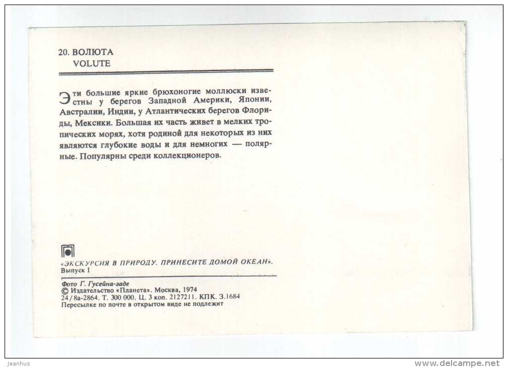 Volute - shells - clams - mollusc - 1974 - Russia USSR - unused - JH Postcards