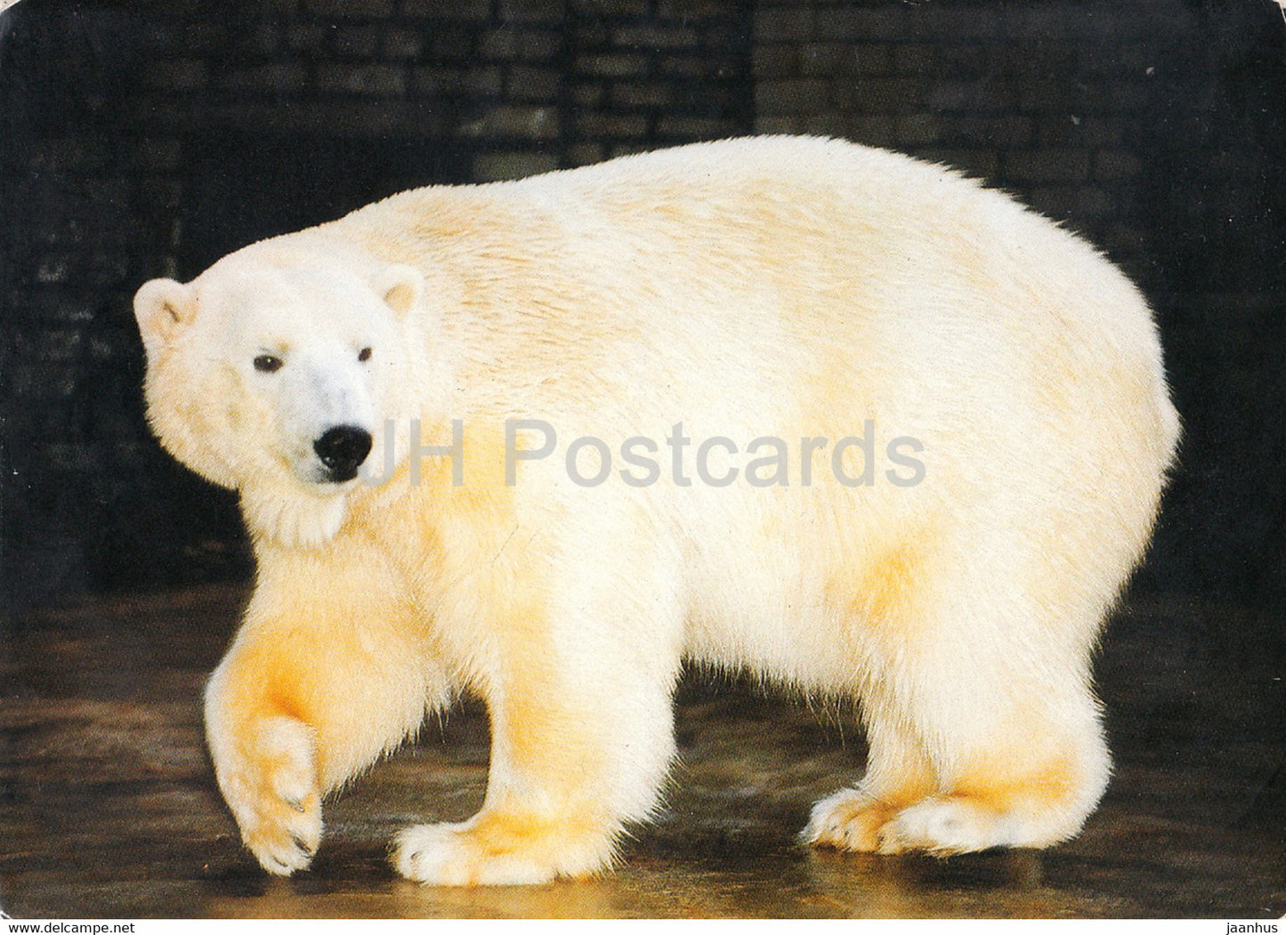 Polar Bear - Ursus maritimus - Tallinn Zoo - 1993 - Estonia - unused - JH Postcards