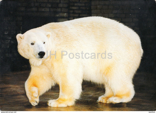 Polar Bear - Ursus maritimus - Tallinn Zoo - 1993 - Estonia - unused - JH Postcards