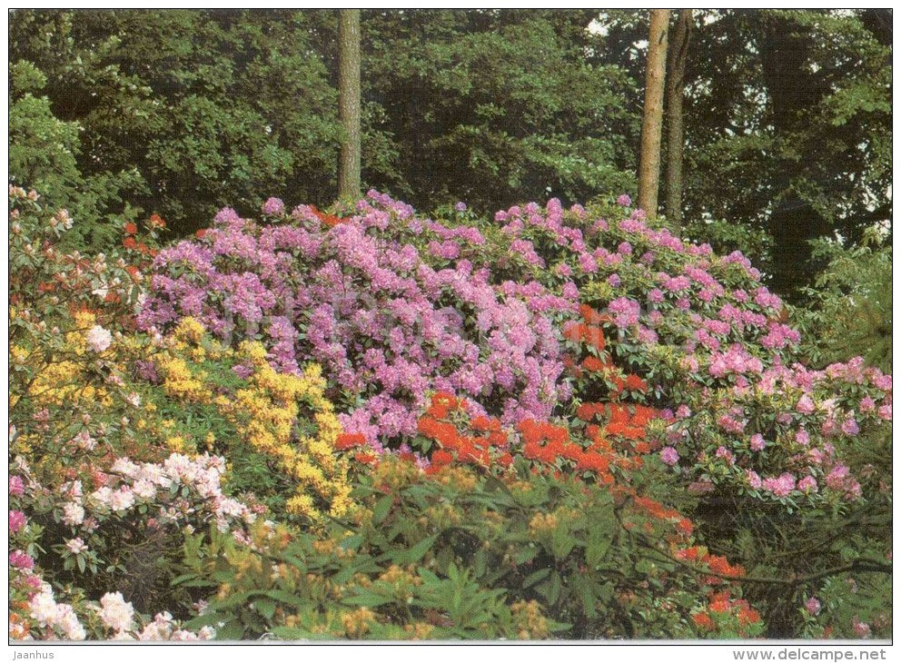 Rhododendron Waldpark Linswege - blumen - flowers - Germany - 1994 gelaufen - JH Postcards