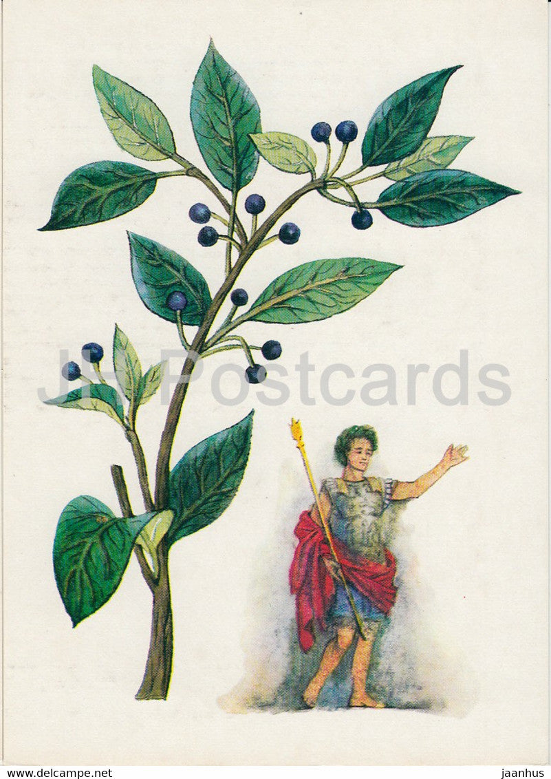 Laurel - Spice Plants - 1986 - Russia USSR - unused - JH Postcards