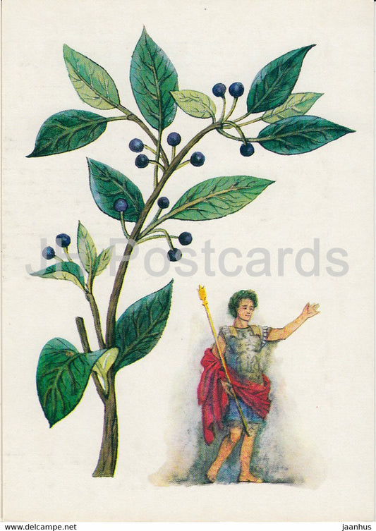 Laurel - Spice Plants - 1986 - Russia USSR - unused - JH Postcards