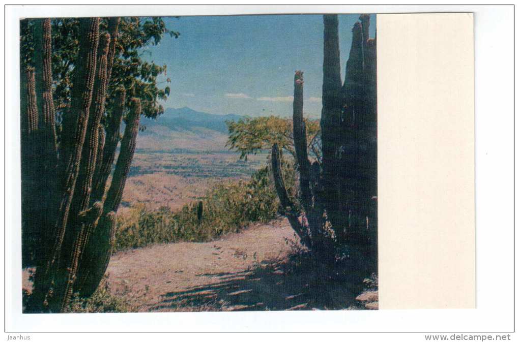 Mexican landskape - cactus - 1970 - Mexico - unused - JH Postcards