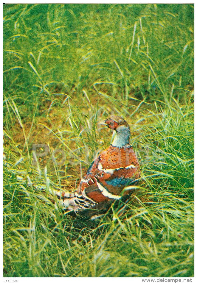 Elliot's pheasant - Syrmaticus ellioti - bird - Moscow Zoo - 1982 - Russia USSR - unused - JH Postcards