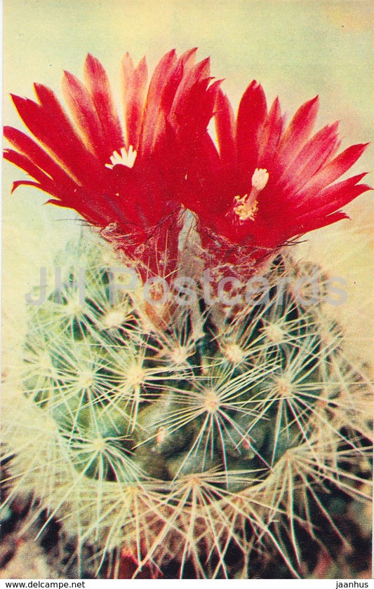 The powder puff cactus - Parodia nivosa - Cactus - Flowers - 1972 - Russia USSR - unused - JH Postcards