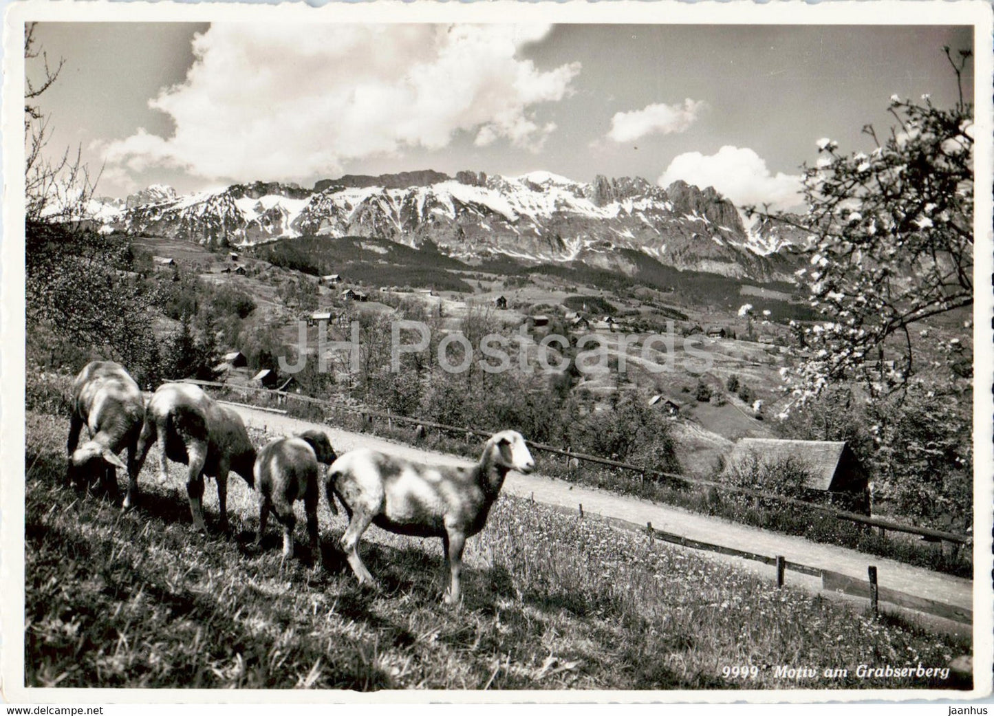 Motiv am Grabserberg - animals - sheep - 999 - old postcard - Switzerland - used - JH Postcards