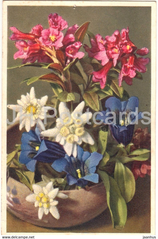Rhododendron ferrugineum - Leonfopodium alpinum - Edelweiss - flowers - 2362 - old postcard - 1937 - Switzerland - used - JH Postcards