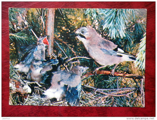 Eurasian Jay - Garrulus glandarius - birds - 1982 - Russia - USSR - used - JH Postcards