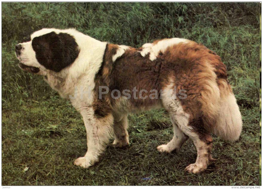 Bernese Mountain Dog - dog - Russia USSR - unused - JH Postcards