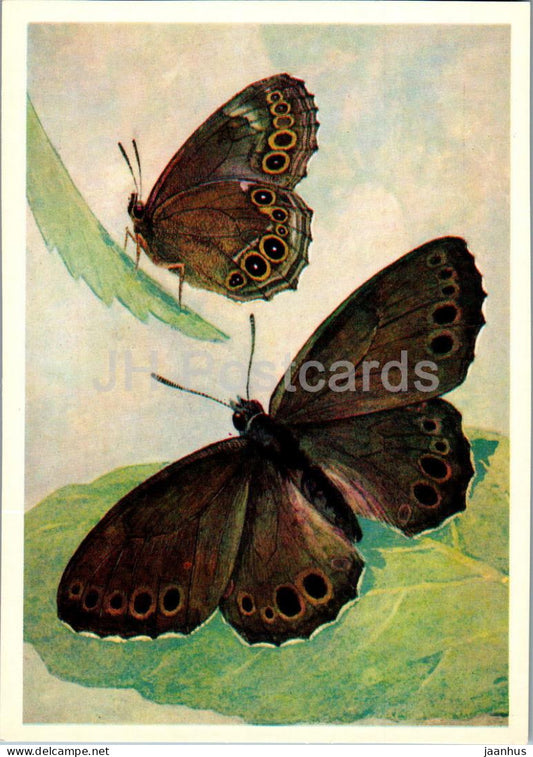 Woodland brown - Pararge aegeria - butterfly - butterflies - 1976 - Russia USSR - unused - JH Postcards
