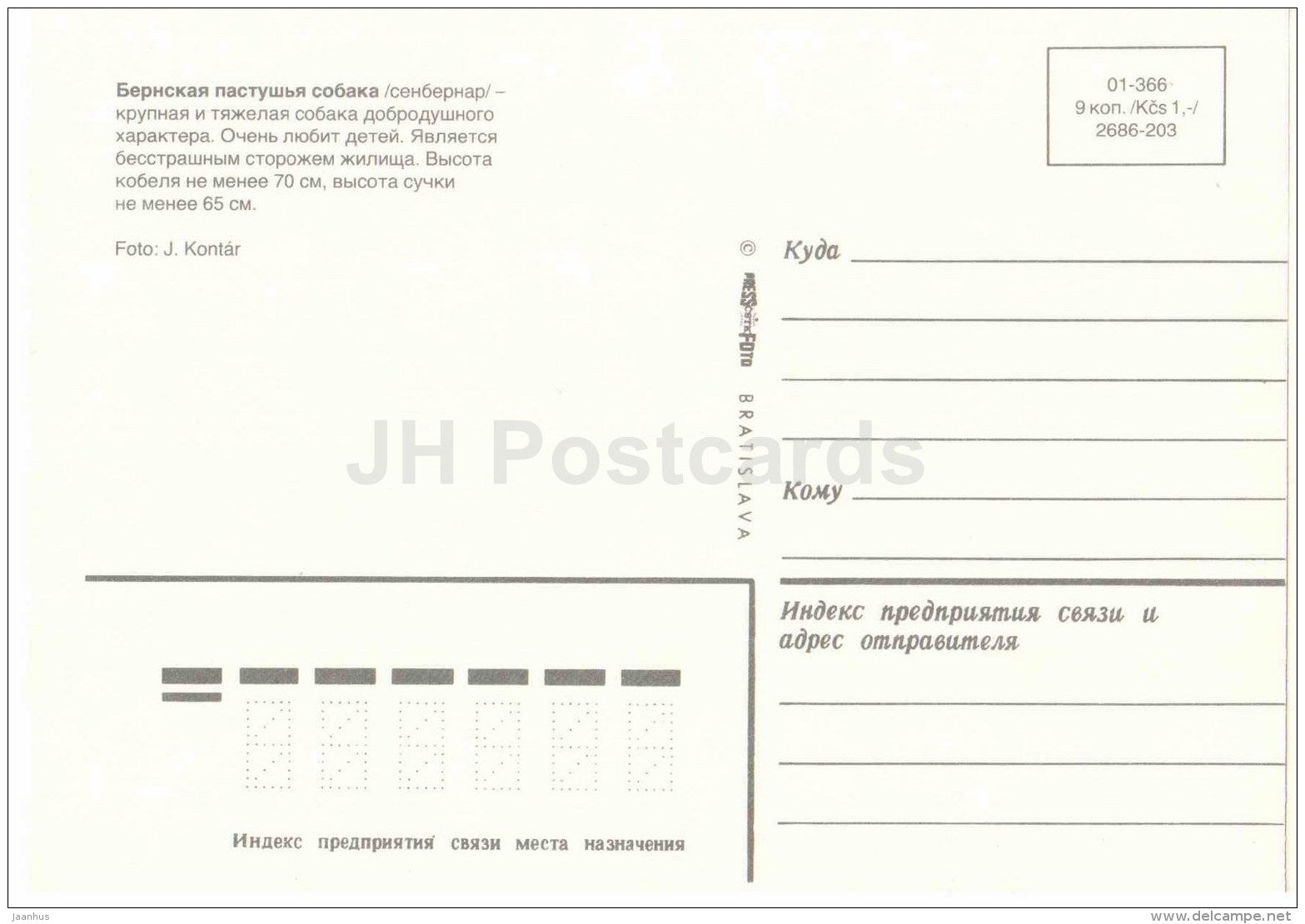 Bernese Mountain Dog - dog - Russia USSR - unused - JH Postcards