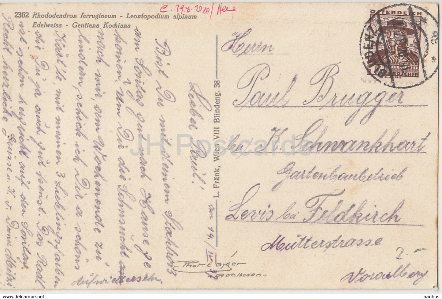 Rhododendron ferrugineum - Leonfopodium alpinum - Edelweiß - Blumen - 2362 - alte Postkarte - 1937 - Schweiz - gebraucht