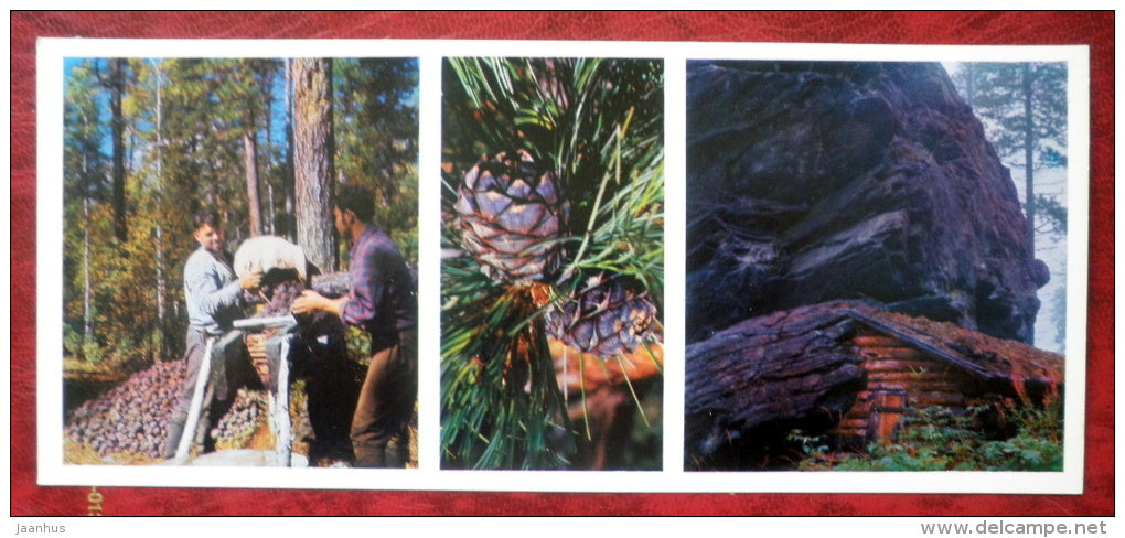 cone gathering - on Lake Baikal - 1975 - Russia USSR - unused - JH Postcards