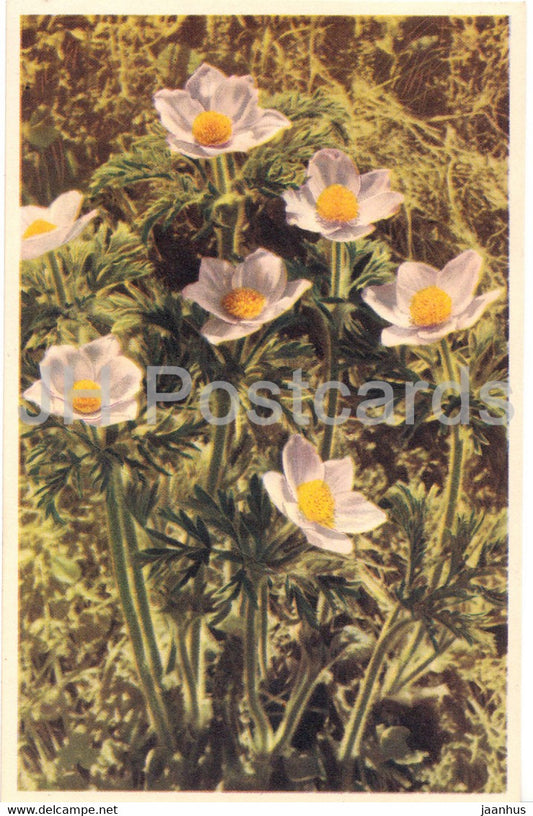 Anemone Alpina - Alpine anemone - Alpenanemone - flowers - old postcard - 1953 - Switzerland - used - JH Postcards