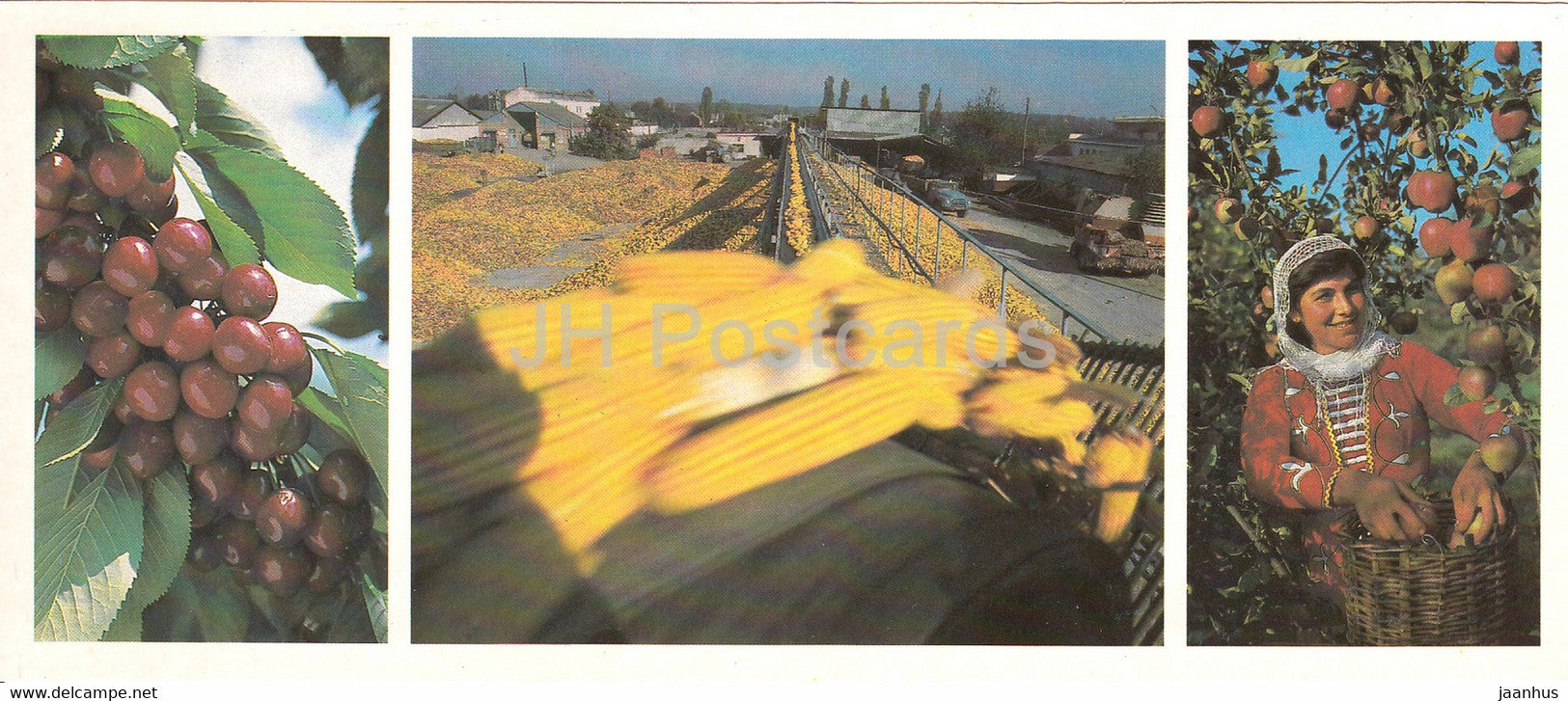 Kabardino Balkaria - The orchards of the Kenzhe state farm - Krasnaya Niva collective farm - 1986 - Russia USSR - unused - JH Postcards