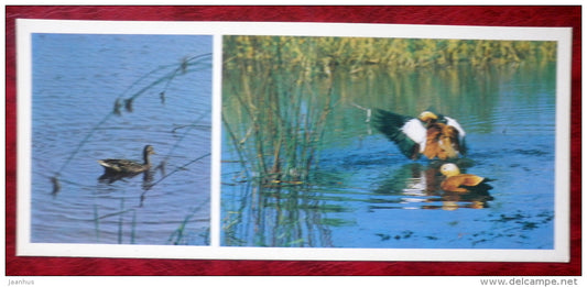 Mallard - Anas platyrhynchos - Ruddy Shelduck - Tadorna ferruginea - birds - 1982 - Russia USSR - unused - JH Postcards