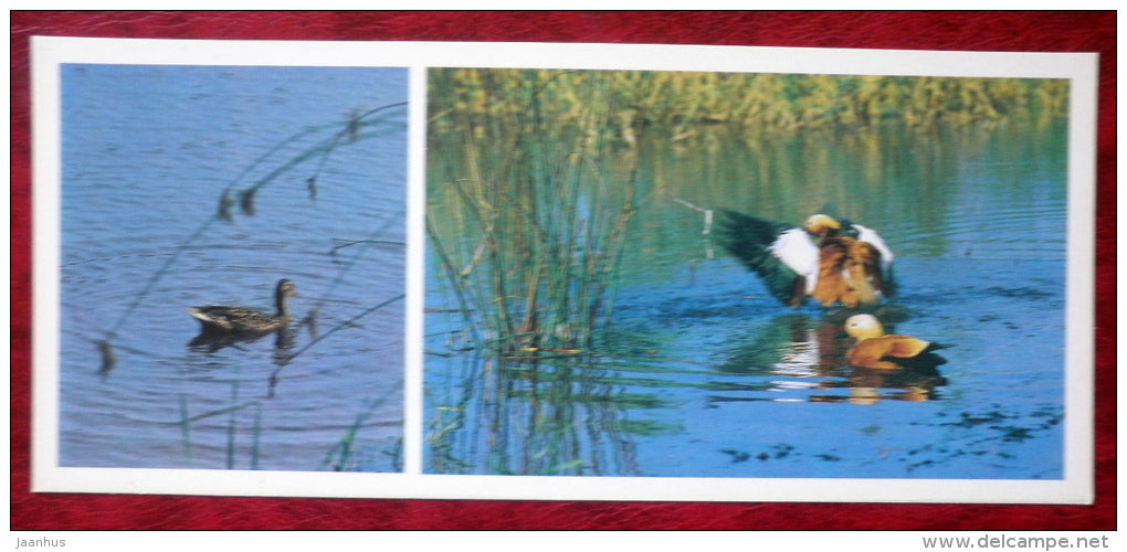 Mallard - Anas platyrhynchos - Ruddy Shelduck - Tadorna ferruginea - birds - 1982 - Russia USSR - unused - JH Postcards