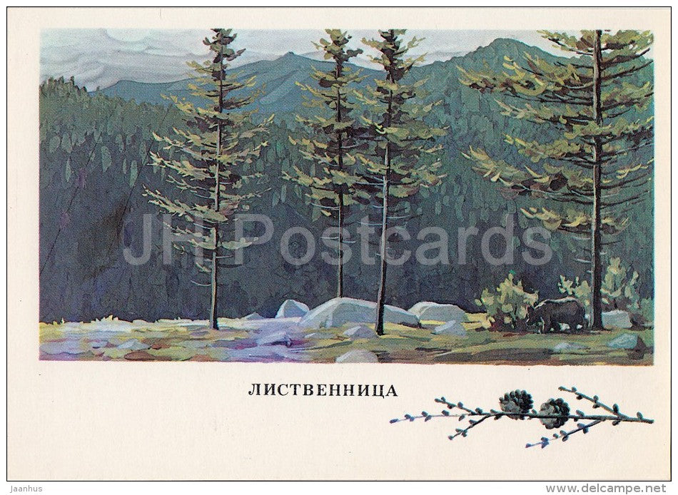 Larch - Larix - Russian Forest - trees - illustration by G. Bogachev - 1979 - Russia USSR - unused - JH Postcards