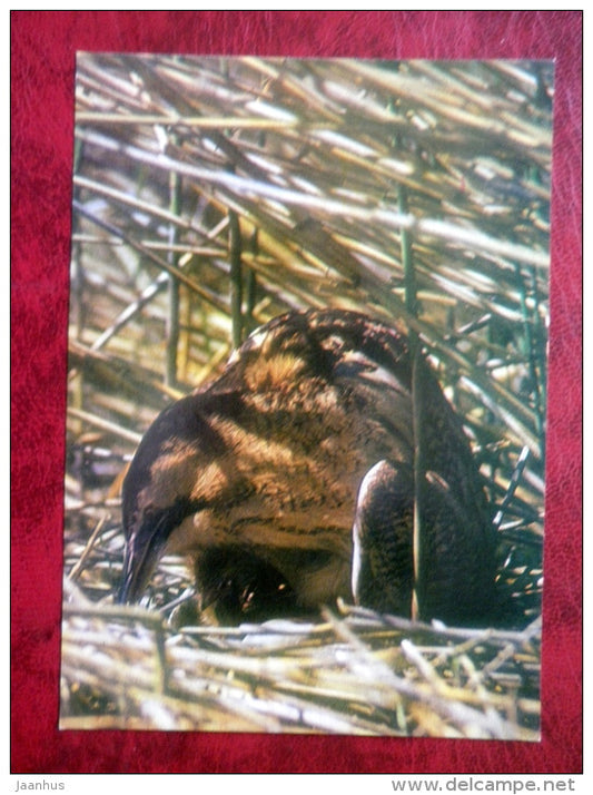 Eurasian Bittern - Botaurus stellaris - birds - 1981 - Latvia USSR - unused - JH Postcards