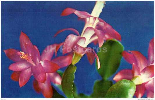 Christmas Cactus - Zygocactus - flowers - 1973 - Russia USSR - unused - JH Postcards
