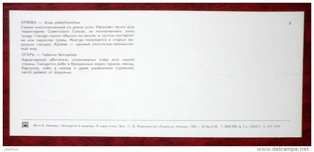 Mallard - Anas platyrhynchos - Ruddy Shelduck - Tadorna ferruginea - birds - 1982 - Russia USSR - unused - JH Postcards