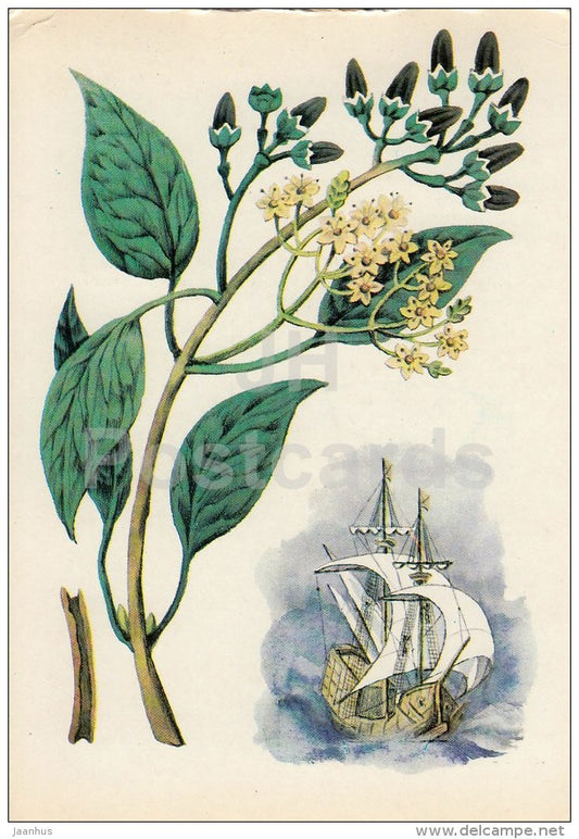 Cinnamon - Spice Plants - 1983 - Russia USSR - unused - JH Postcards