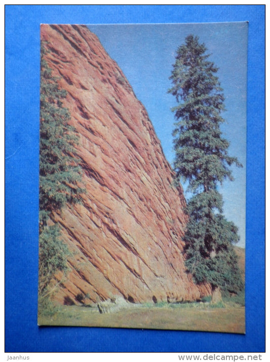 Tian Shan spruce - Picea schrenkiana ssp. tianschanica - tree - Nature of Kyrgyzstan - 1969 - Kyrgyzstan USSR - unused - JH Postcards