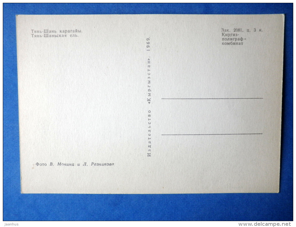 Tian Shan spruce - Picea schrenkiana ssp. tianschanica - tree - Nature of Kyrgyzstan - 1969 - Kyrgyzstan USSR - unused - JH Postcards