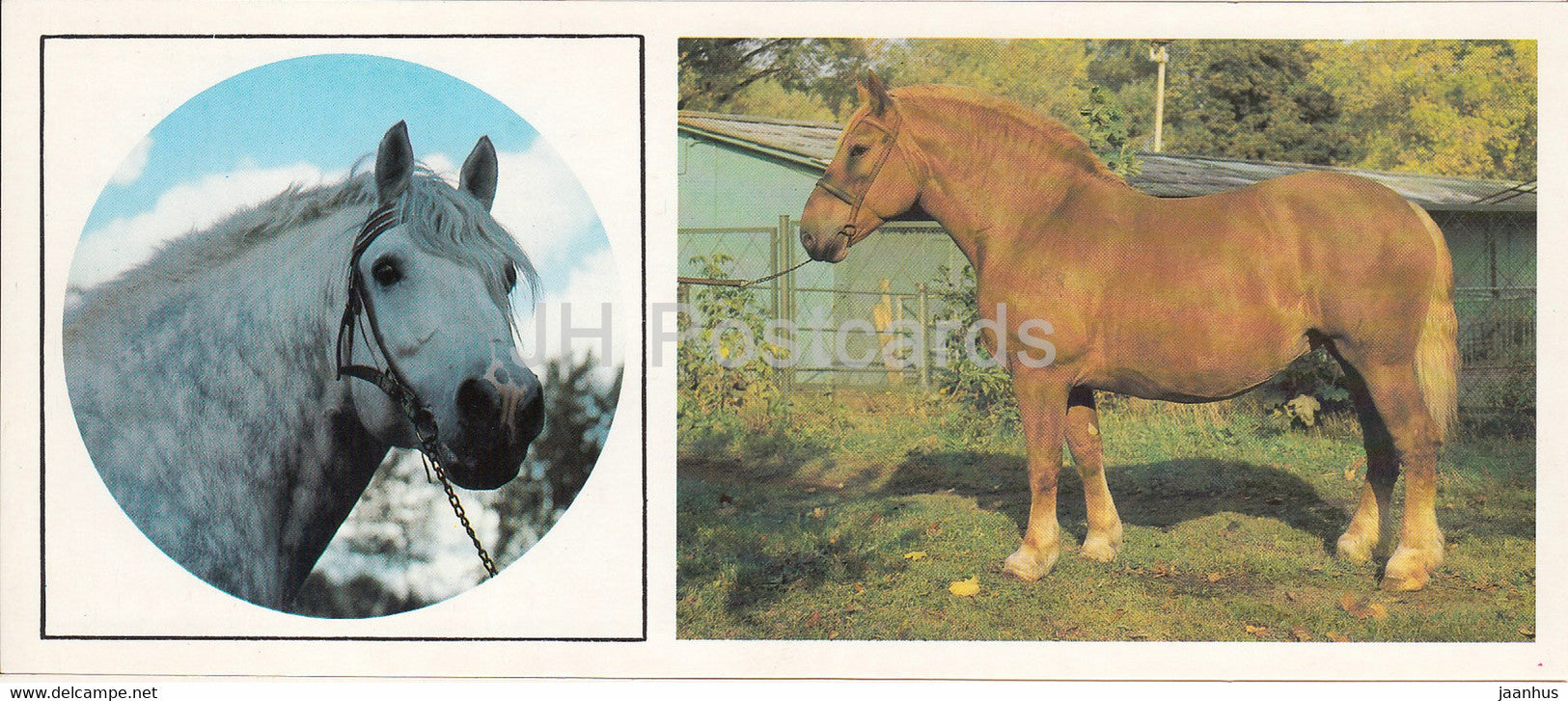 Heavy Horses - horse breeds - 1988 - Russia USSR - unused - JH Postcards