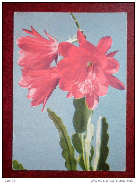 blooming cactus - flowers - 1967 - Estonia USSR - unused - JH Postcards