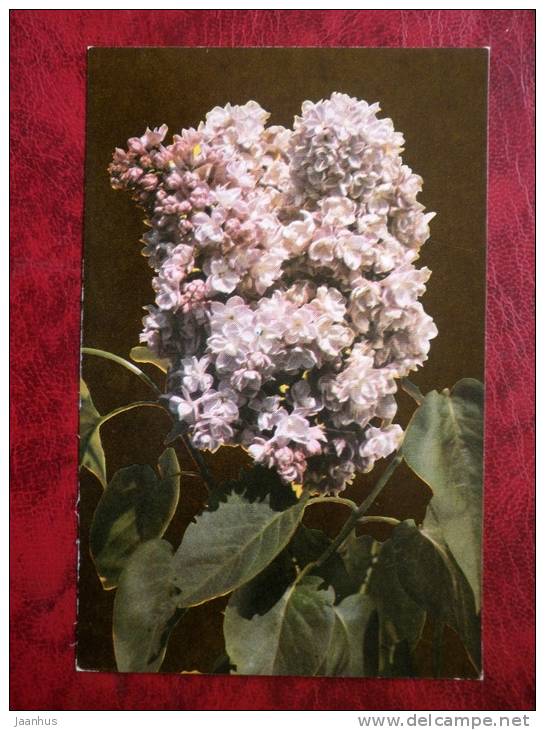 lilac - plants -  flowers - 1982 - Russia - USSR - unused - JH Postcards