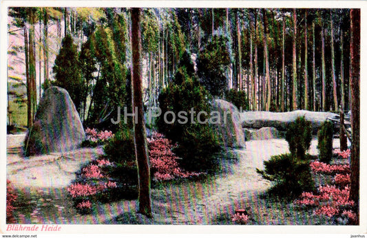 Bluhende Heide - 3354 - old postcard - Germany - unused - JH Postcards