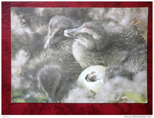 Duck chick - birds - 1984 - Estonia - USSR - unused - JH Postcards
