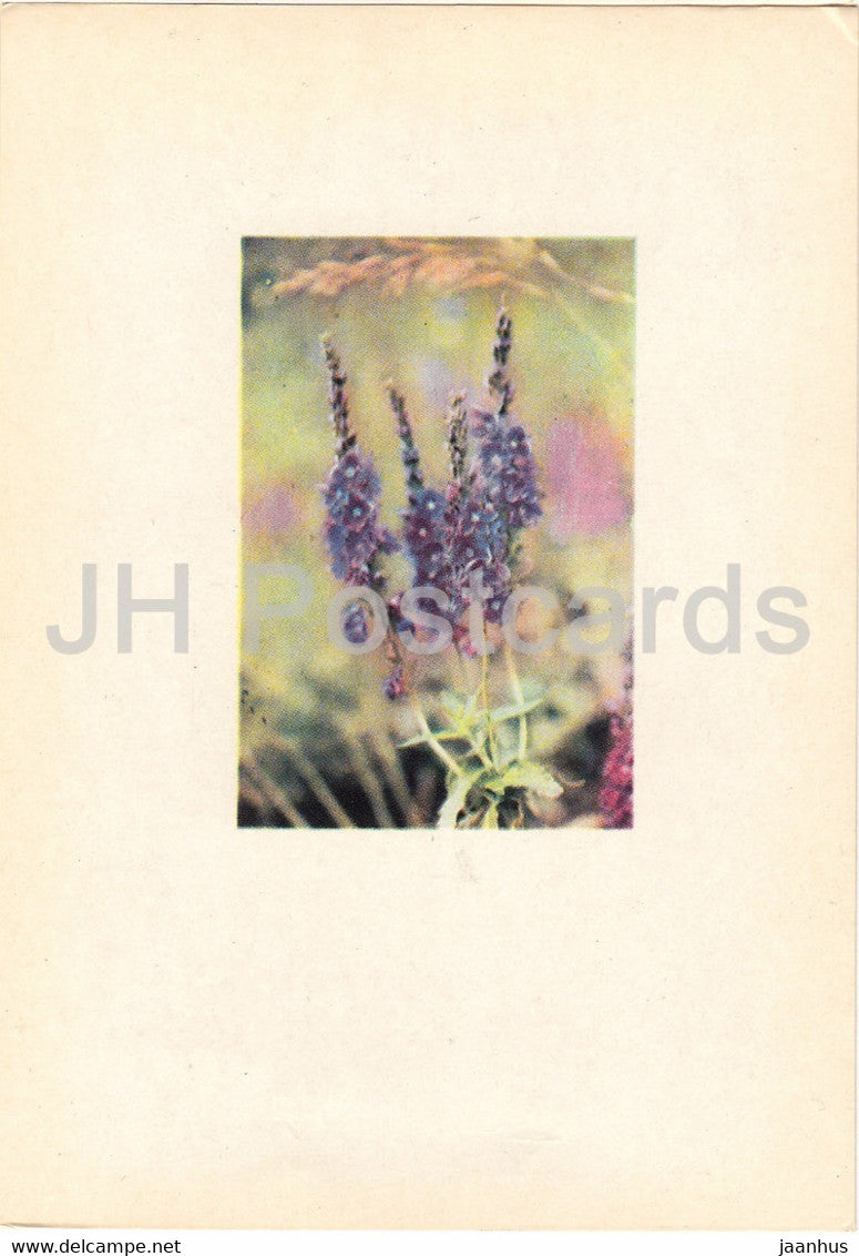 Royal Blue - Veronica teucrium - plants - Latvia USSR - unused - JH Postcards