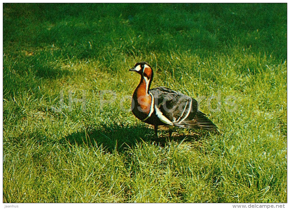 Red-breasted goose - Branta ruficollis - bird - Moscow Zoo - 1982 - Russia USSR - unused - JH Postcards