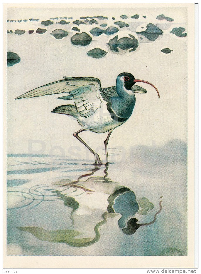Ibisbill - Ibidorhyncha struthersii - birds - Endangered species - 1979 - Russia USSR - unused - JH Postcards