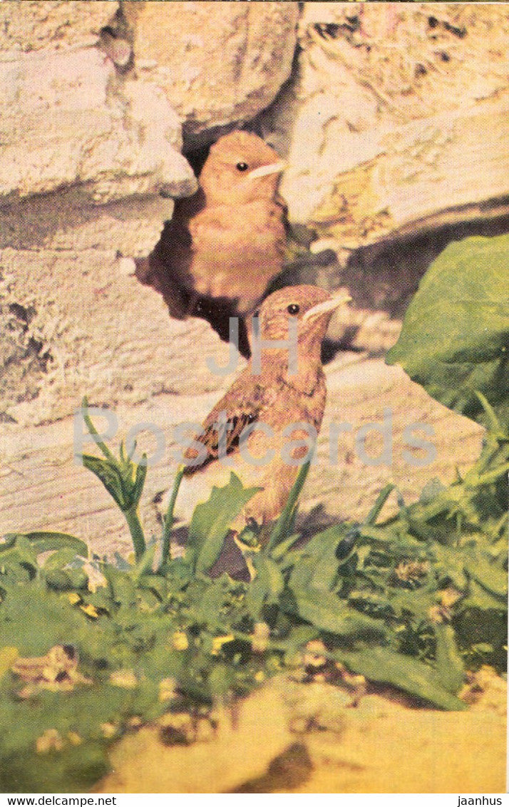 Northern wheatear - chicks - Oenanthe oenanthe - birds - 1968 - Russia USSR - unused - JH Postcards