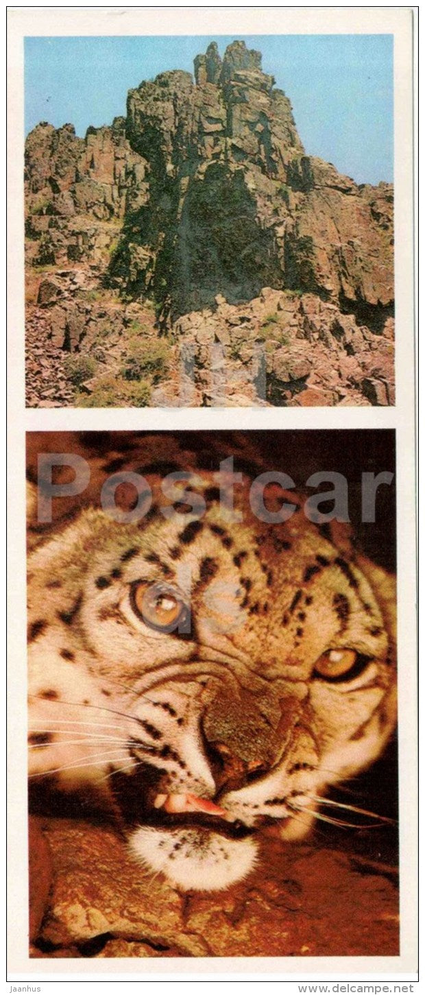 Snow Leopard - Uncia irbis - Chatkalsky National Park - 1976 - Uzbekistan USSR - unused - JH Postcards