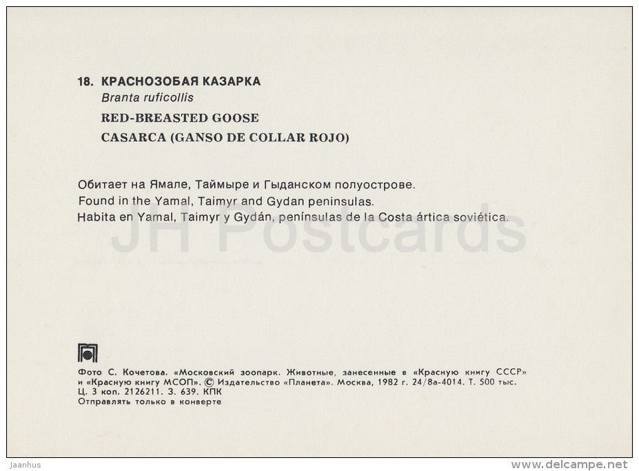 Red-breasted goose - Branta ruficollis - bird - Moscow Zoo - 1982 - Russia USSR - unused - JH Postcards