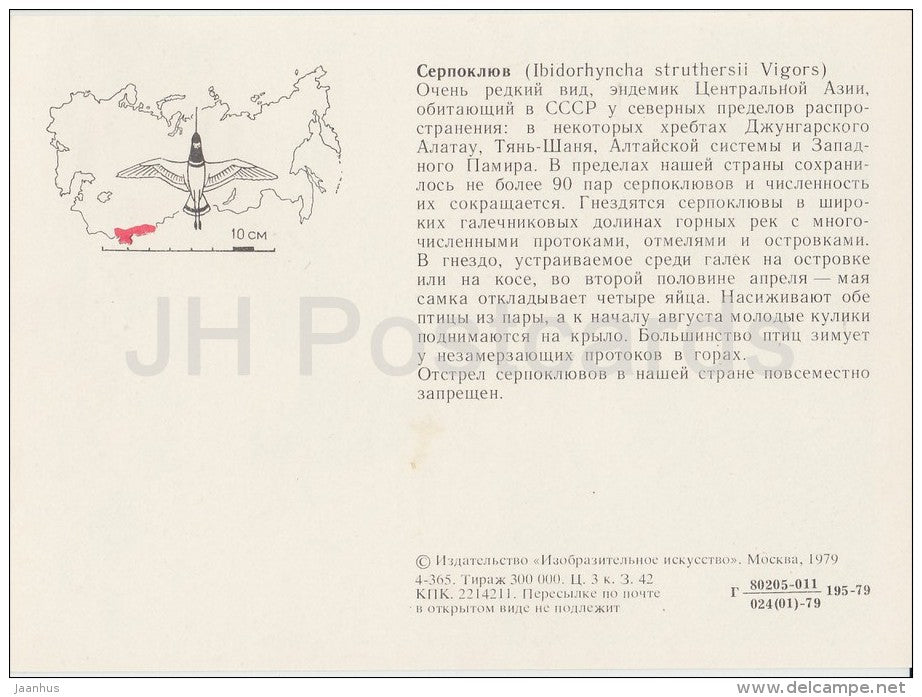 Ibisbill - Ibidorhyncha struthersii - birds - Endangered species - 1979 - Russia USSR - unused - JH Postcards