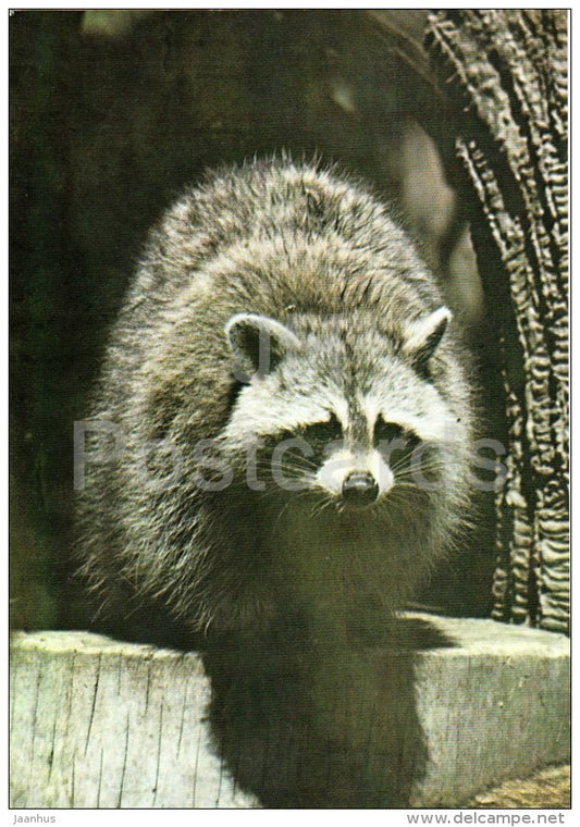 Raccoon - Procyon lotor - National Zoo - Cuba - unused - JH Postcards