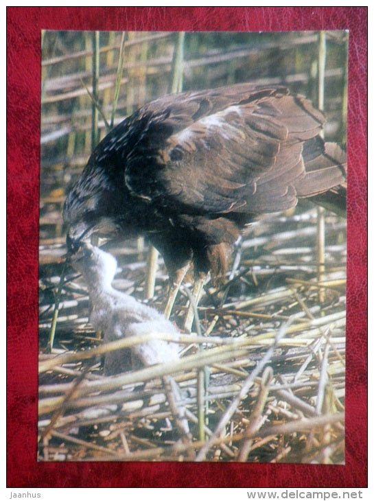 Western Marsh Harrier - Circus aeruginosus - birds - 1981 - Latvia USSR - unused - JH Postcards