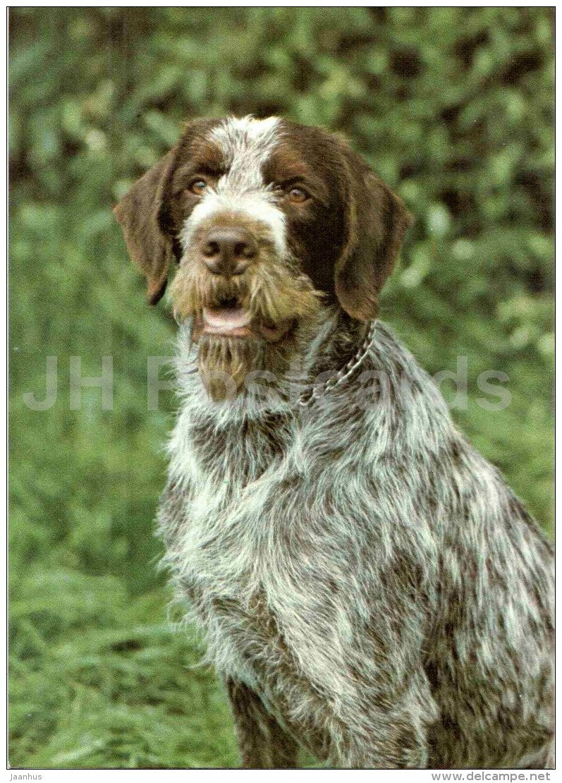 Cesky Fousek - dog - Russia USSR - unused - JH Postcards