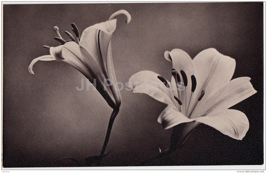 Lily - flowers - Russia USSR - used - JH Postcards