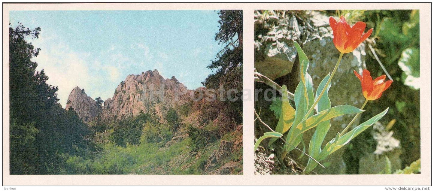 tulips - Chatkalsky National Park - 1976 - Uzbekistan USSR - unused - JH Postcards