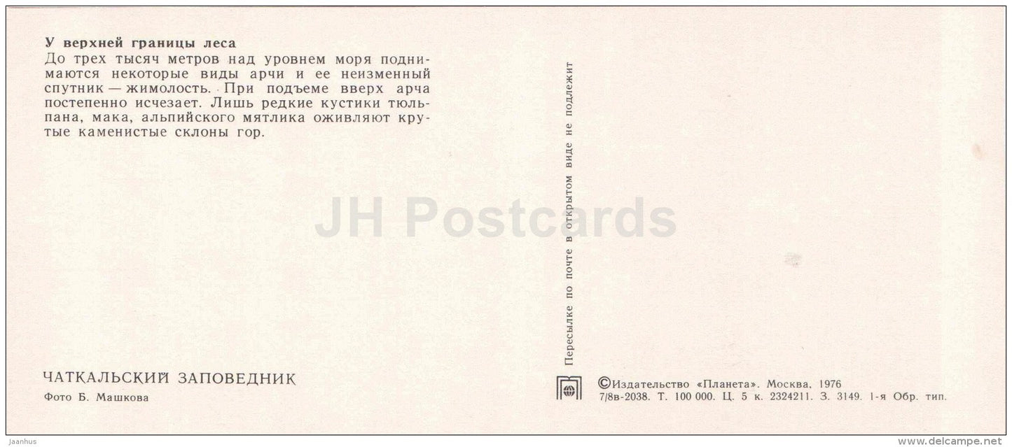 tulips - Chatkalsky National Park - 1976 - Uzbekistan USSR - unused - JH Postcards