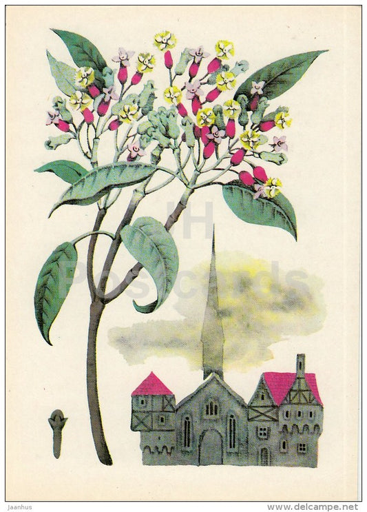 Allspice - Spice Plants - 1983 - Russia USSR - unused - JH Postcards