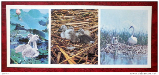 Mute Swan - Cygnus olor - birds - 1982 - Russia USSR - unused - JH Postcards