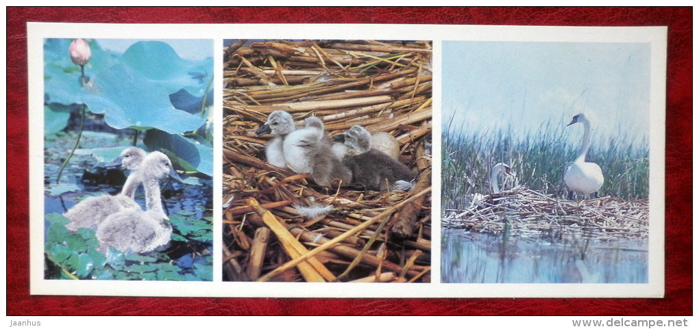 Mute Swan - Cygnus olor - birds - 1982 - Russia USSR - unused - JH Postcards