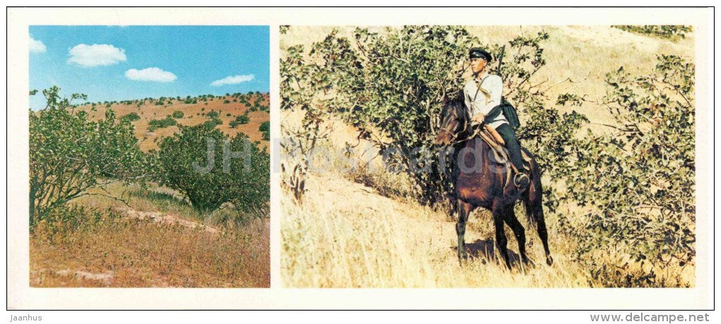 pistachio grove - guard - horse - Badhyz State Nature Reserve - 1981 - Turkmenistan USSR - unused - JH Postcards
